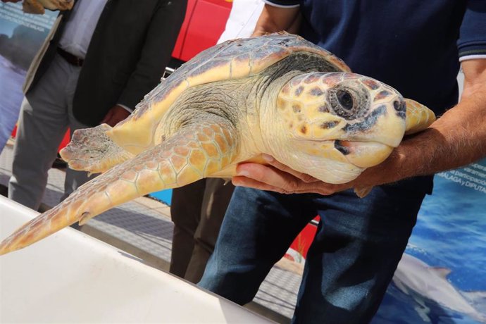 Archivo - Una tortuga liberada en Málaga tras ser recuperada en el CREMA del Aula del Mar con la colaboración de la Diputación de Málaga.