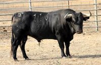 Victorino Martín(Fundación Toro de Lidia) anuncia que irán a los tribunales por la exclusión de los toros del bono joven