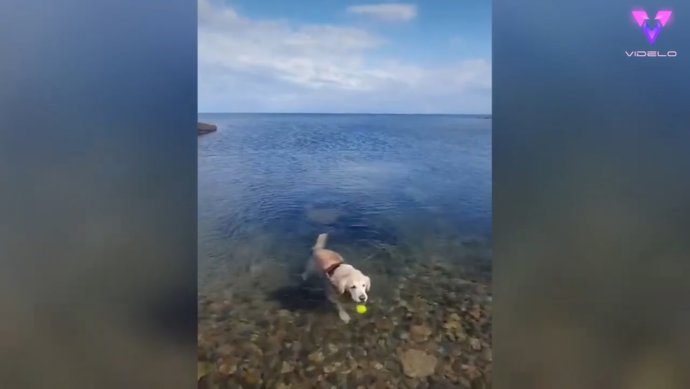 Bailey es un Golden Retriever que ha superado su esperanza de vida en dos años y sus dueños creen que es por ir a nadar