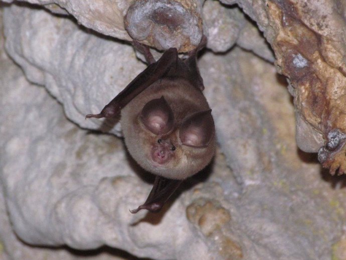 El Gobierno de La Rioja concede subvenciones que permitirán proteger a 1.405 murciélagos y sus colonias