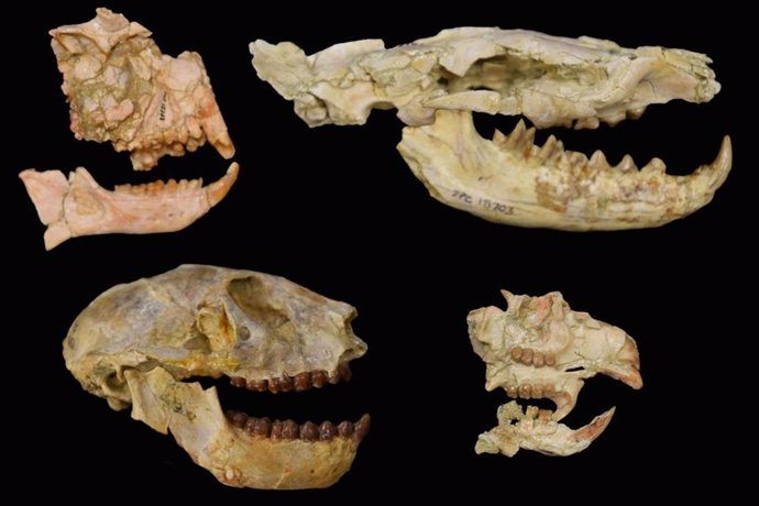 Los fósiles de los grupos clave utilizados para revelar la extinción del Eoceno-Oligoceno en África con primates a la izquierda, el carnívoro hyaenodont, arriba a la derecha, roedor, abajo a la derecha. Estos fósiles son de la depresión de Fayum en Egip