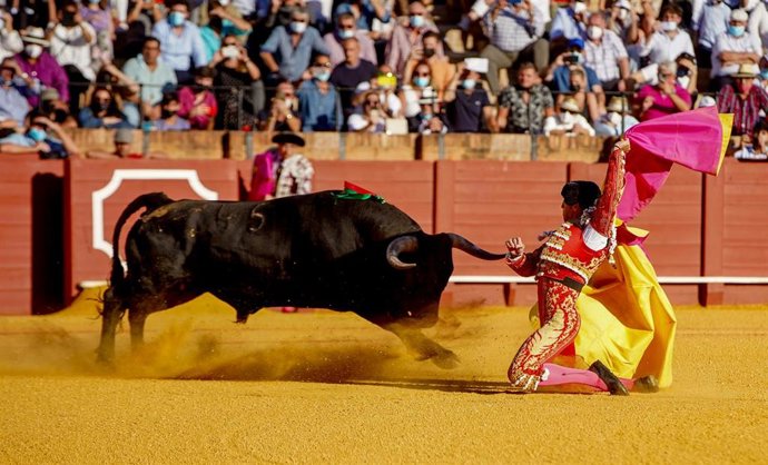 El torero Manuel Escribano, con el capote a su primer astado de el 14 festejo de la Feria de San Miguel a 03 de octubre del 2021 en la Real Maestranza de Caballería de Sevilla (Andalucía)