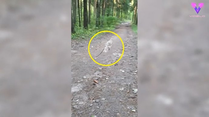 Una misteriosa hoja "flotando" constantemente en el aire llamó la atención de dos mujeres en un bosque de Bielorrusia