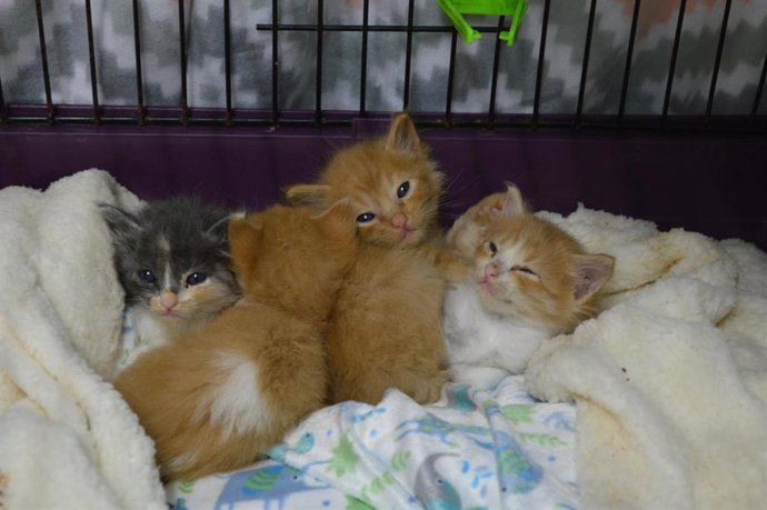 Gatos acogidos en un albergue en La Palma tras la erupción volcánica