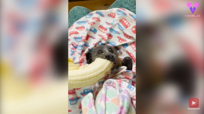Un joven ejemplar de zorro volador se come un plátano después de ser rescatado