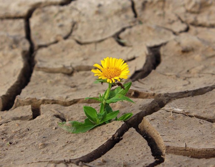 Una flor en el desierto