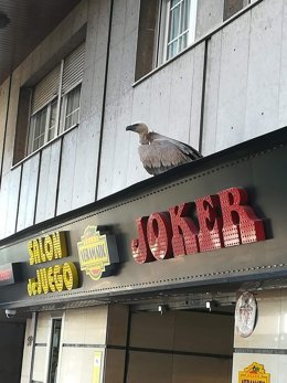 Imagen del buitre antes de ser rescatado