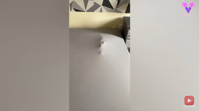 Este hombre se dio cuenta de dónde estaba su gato cuando terminó de hacer la cama