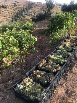 Vendimia en los Montes de Málaga de las bodegas Victoria Ordoñez e Hijos