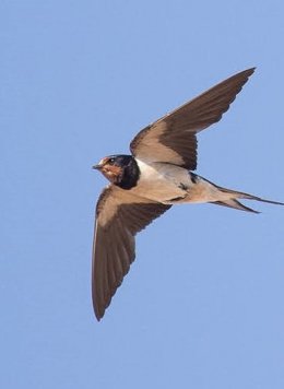 Archivo - Una golondrina en vuelo.