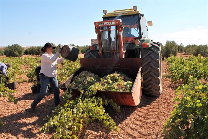 Varias personas recogen uvas de una cosecha durante la temporada de vendimia de 2021, a 21 septiembre de 2021, Alcubillas, Ciudad Real, Castilla-La Mancha, (España). Cooperativas Agro-alimentarias Castilla-La Mancha celebra, en pleno desarrollo de la ca