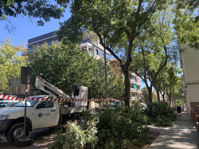 Poda en árboles de Huelva.