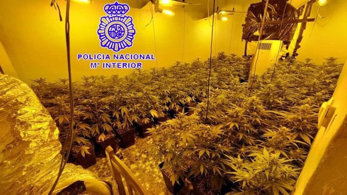 Plantación de mariuana en un inmueble de Valladolid.