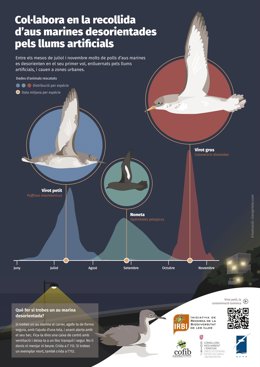 Cartel de la campaña de divulgación ciudadana para recuperar aves marinas que puedan caer en zonas urbanas, deslumbradas por las luces de la costa.