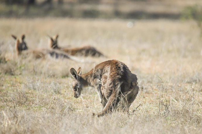 Archivo - Un canguro en la reserva natural de Mulligans Flat, en Canberra, Australia