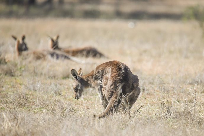 Archivo - (210818) -- CANBERRA, Aug. 18, 2021 (Xinhua) -- Photo taken on Aug. 12, 2021 shows kangaroos in the Mulligans Flat Nature Reserve in Canberra, Australia. The Mulligans Flat Nature Reserve, located on the northeastern border of the Australian C