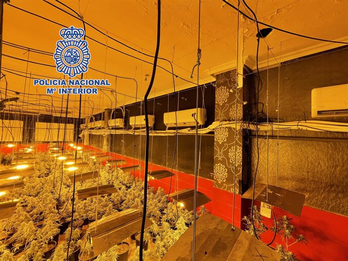 Plantas de marihuana intervenitdas por la Policía Nacional de Almería