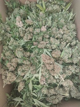 Archivo - Planta de marihuana
