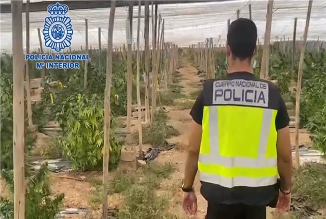 Marihuana intervenida en un invernadero.