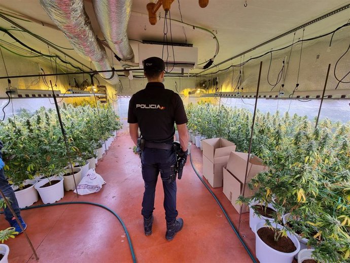 La Policía Nacional desmantela una nueva plantación indoor de marihuana en una nave industrial de Fontanar (Guadalajara).