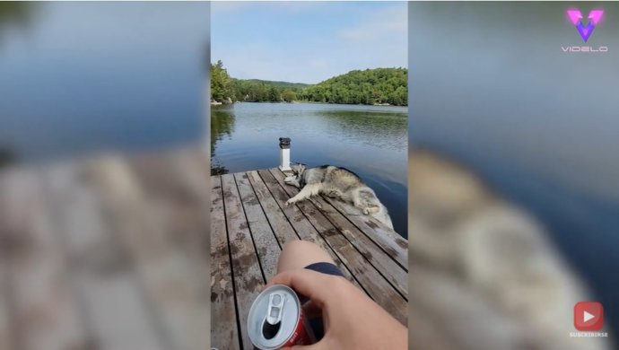 Este es el hilarante momento en que un Husky cae a un lago después de dar vueltas tratando de rascarse
