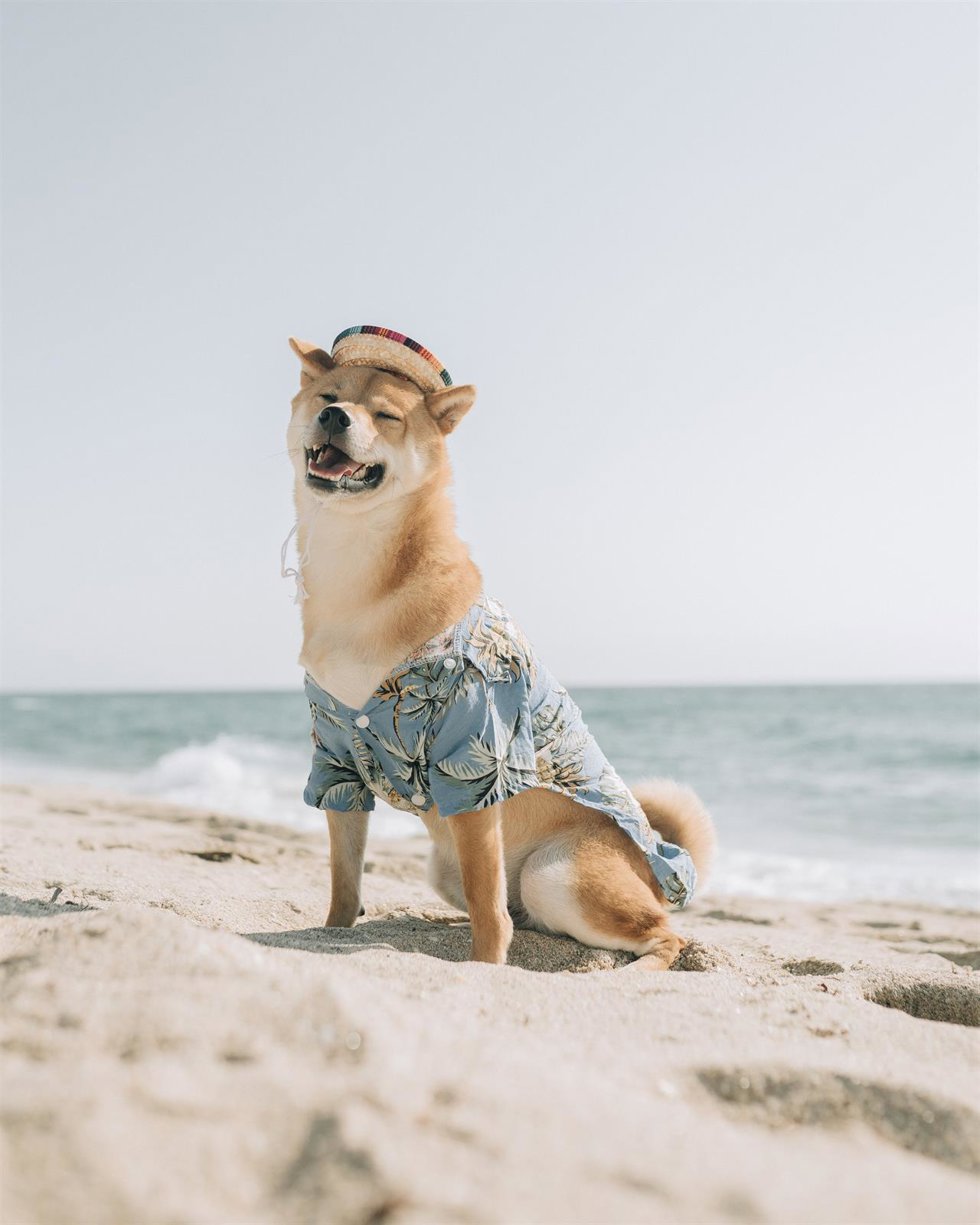 Perro de la raza Shiba Inu.