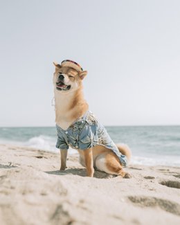 Perro de la raza Shiba Inu.