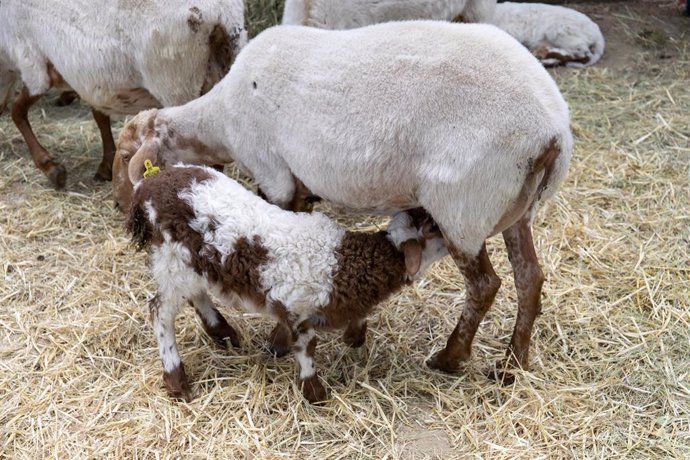 Archivo - Un cordero y una oveja, durante una muestra de ganado.