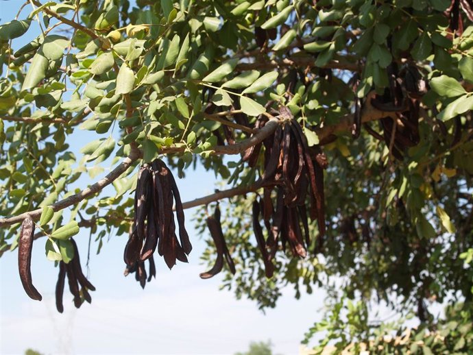 Archivo - Campo de algarrobas.