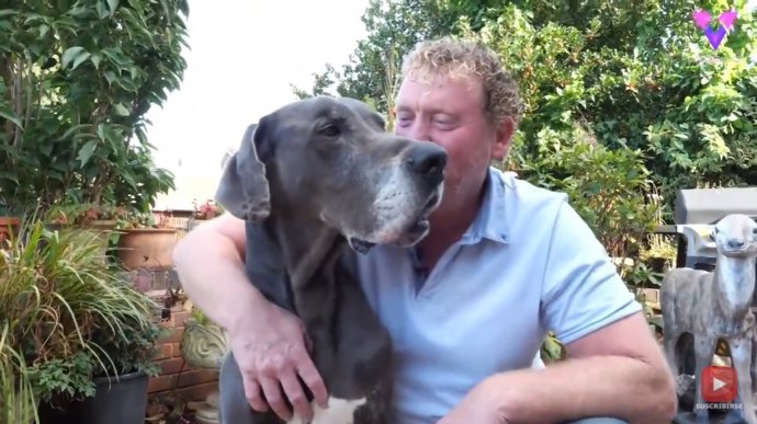 Uno de los grandes daneses más longevos del Reino Unido come copos de maíz y bebe té