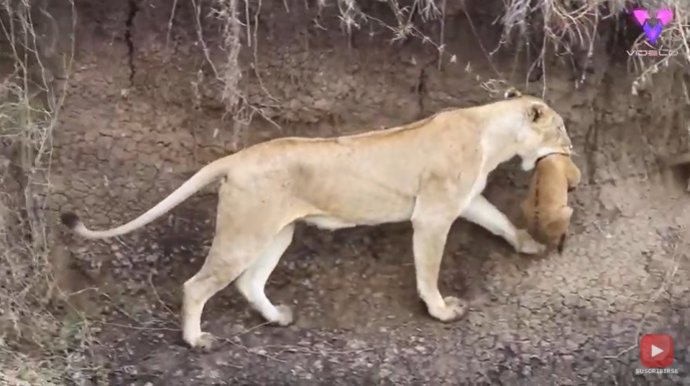 ¡Mamá Al Rescate!: Este Es El Momento En Que Una Leona Rescata A Su Cachorro Atrapado En Un Abrevadero De Kenia