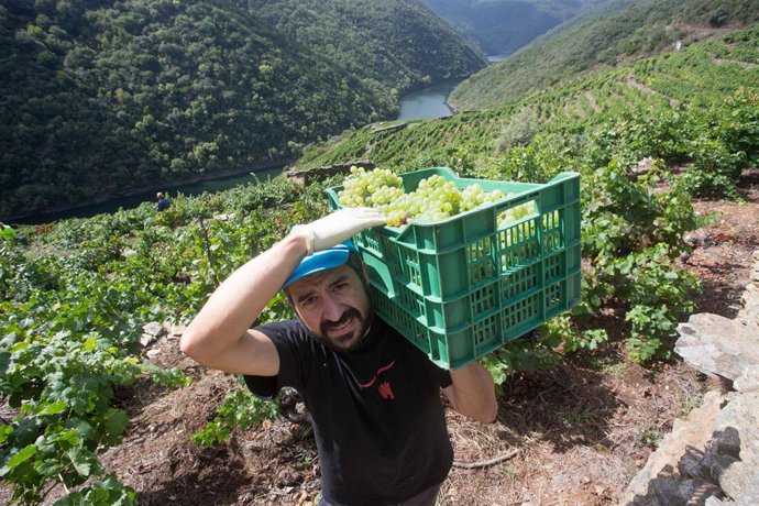 El vendimiador Jorge Bendiña recoge uva godello en la viña familiar de la Ribeira de Vilachá sobre el Río Sil, a 18 de septiembre de 2021, en Vilachá de Salvadur, A Pobra de Brollón, Lugo, Galicia, (España). En la aldea de Vilachá de Salvadur, los vitic