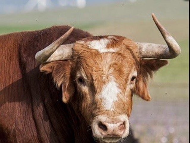 Archivo - Toro de lidia en el campo. Toros. Ganadería