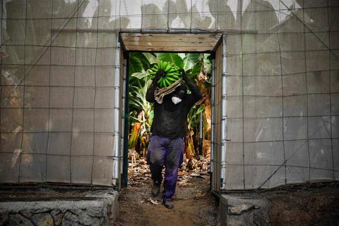 Un agricultor lleno de ceniza recoge una piña de plátanos, antes de que la lava del volcán de Cumbre Vieja llegue a las plantaciones, a 23 de septiembre de 2021, en Tazacorte, La Palma, Santa Cruz de Tenerife, Canarias (España). La Palma es la isla del 