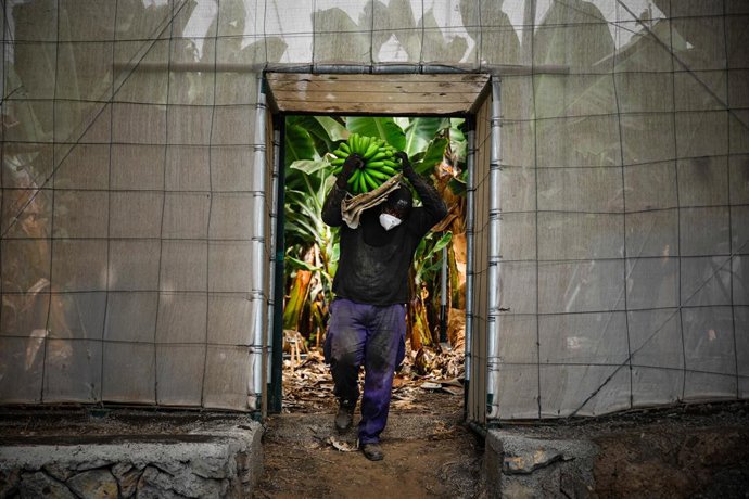 Un agricultor lleno de ceniza recoge una piña de plátanos, antes de que la lava del volcán de Cumbre Vieja llegue a las plantaciones, a 23 de septiembre de 2021, en Tazacorte, La Palma, Santa Cruz de Tenerife, Canarias (España). La Palma es la isla del 
