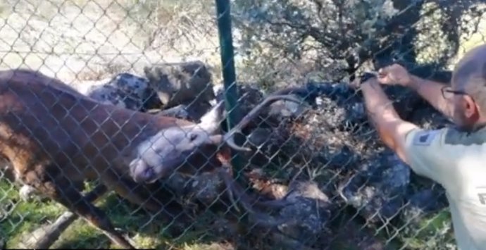 Rescatan un ciervo atrapado en una alambrada metálica en Hoyo de Manzanares