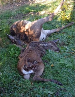 Una cierva y su cría muertas.