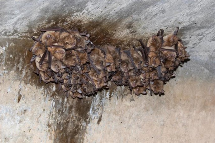 Archivo - Colonia de murciélagos.