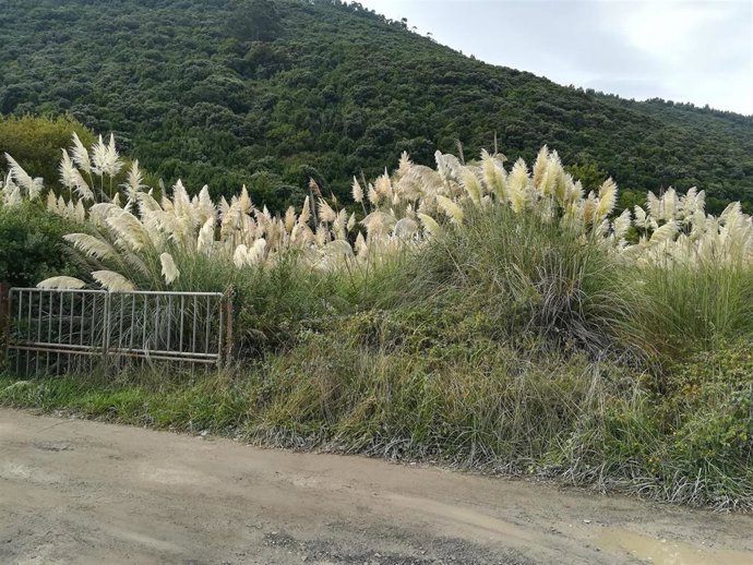 Zona invadida por plumeros.