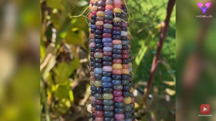 Esta mujer recogió la cosecha de su plantación de maíz de colores y Photoshop no tiene nada que ver