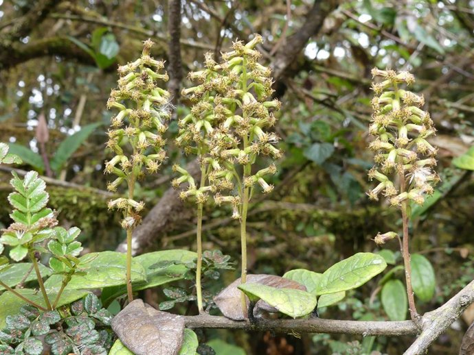 Archivo - Científicos descubren dos nuevas especies de liana.