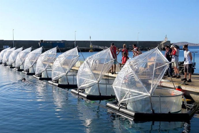 Experimento de mesocosmos en el muelle de Taliarte