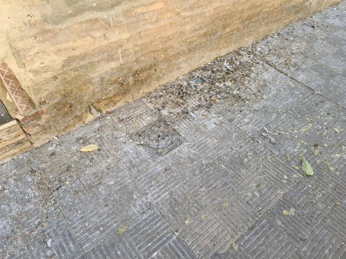 Excrementos de paloma