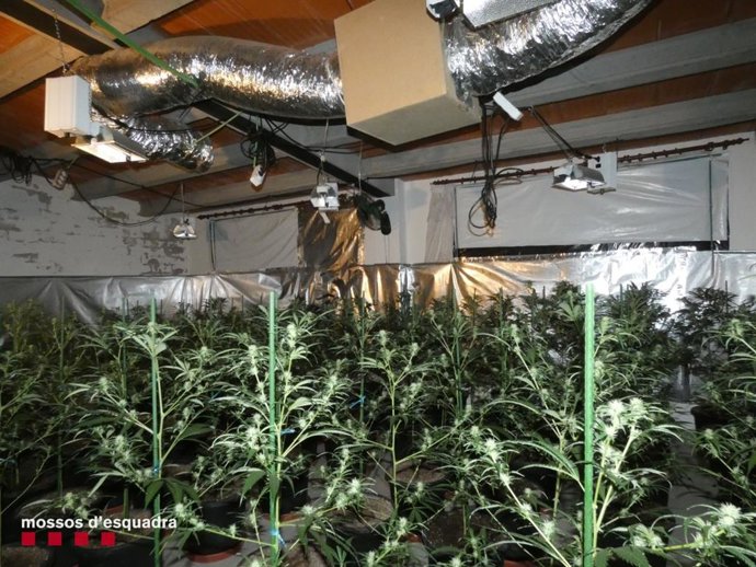 Plantació de marihuana en Fonolleres (Lleida)
