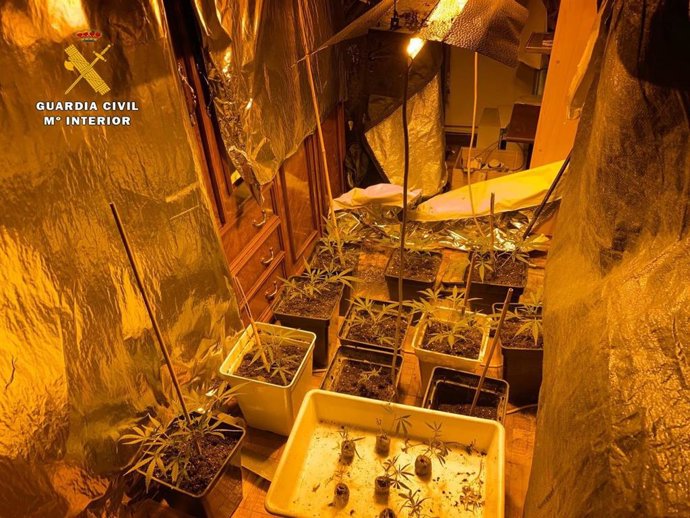 La Guardia Civil descubre una plantación de marihuana al intervenir en una denuncia de malos tratos
