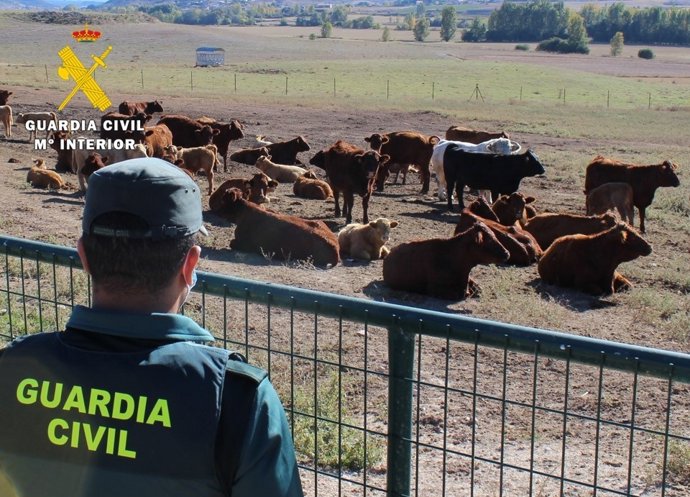 Agentes de la Guardia Civil junto a las reses