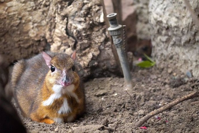 Nace un ciervo ratón en Bioparc Fuengirola, una especie muy pequeña con cuatro estómagos