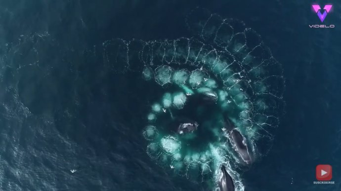 Filman a vista de pájaro el fascinante momento en que un grupo de ballenas jorobadas forman una espiral para cazar krill