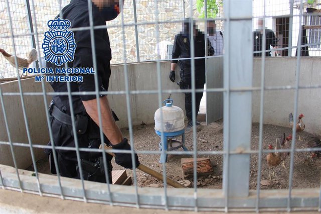 Archivo - Agentes de la Policía Nacional en la 'Operación Gallo'