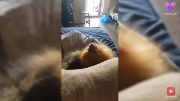 El aullido de este perro llamó la atención de su dueña por su parecido al de un lobo y un mono